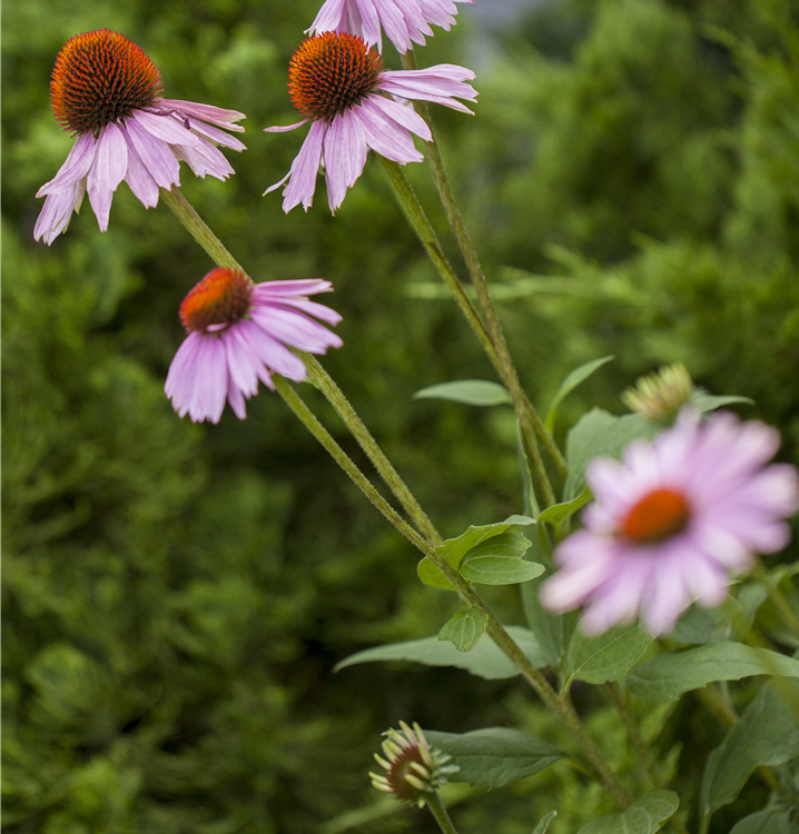 Purpursonnenhut Purpursonnenhut