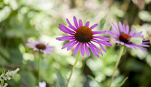Purpursonnenhut Purpursonnenhut