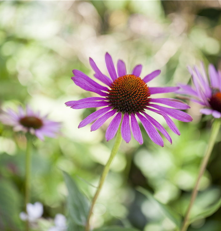 Purpursonnenhut Purpursonnenhut
