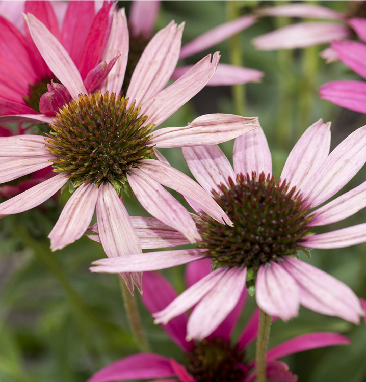 Purpursonnenhut Purpursonnenhut
