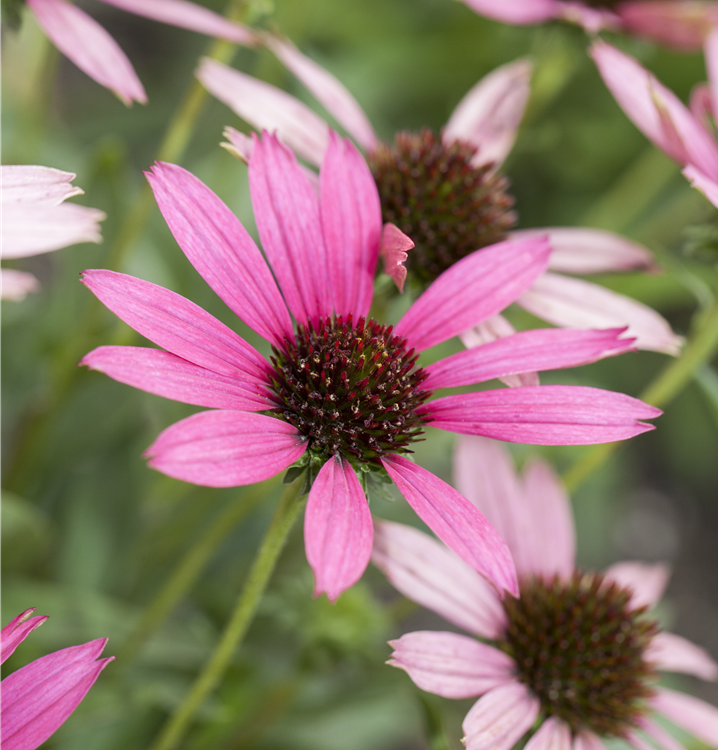 Purpursonnenhut Purpursonnenhut