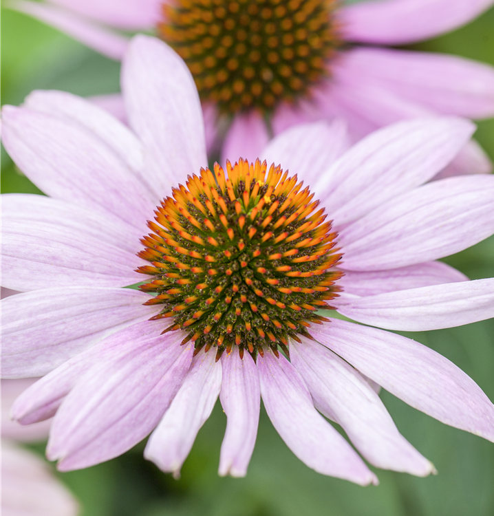 Purpursonnenhut Purpursonnenhut