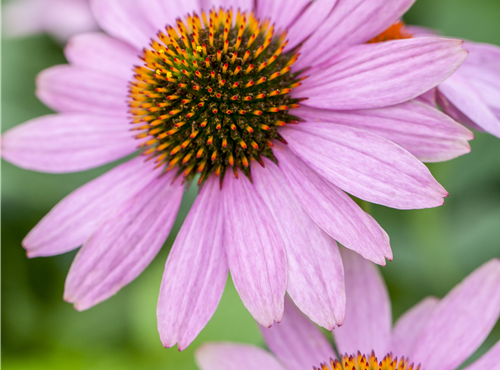 Echinacea purpurea 'PowWow'® Echinacea purpurea 'PowWow'®