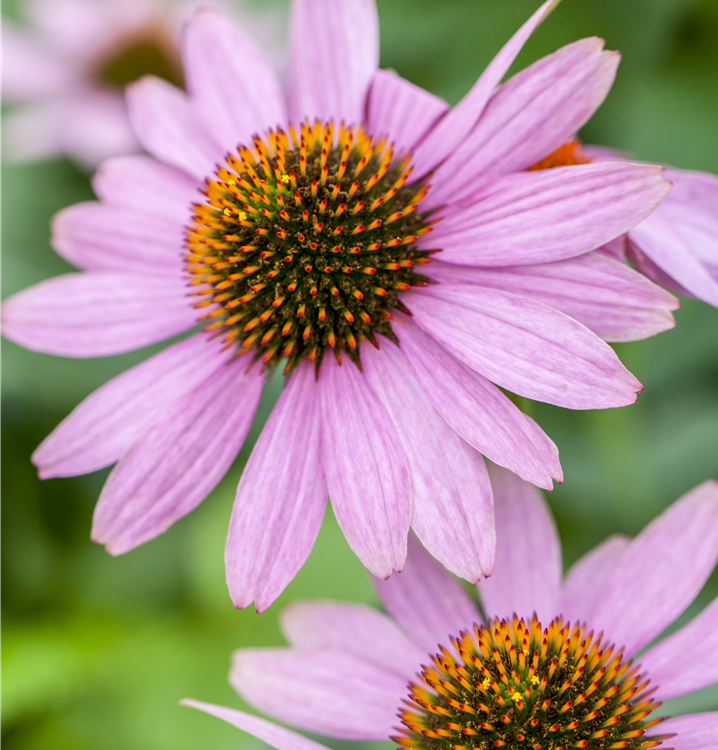 Purpursonnenhut Purpursonnenhut
