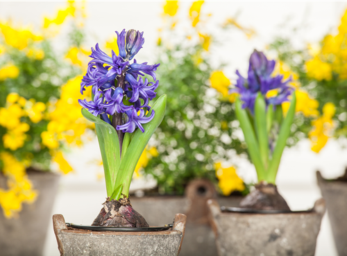 Hyacinthus orientalis Hyacinthus orientalis