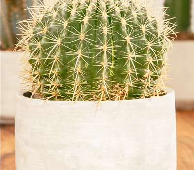 Echinocactus grusonii