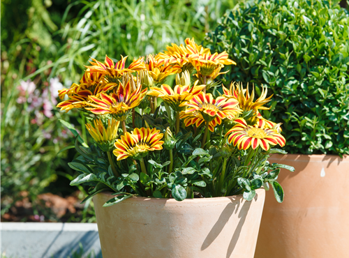 Gazania rigens Gazania rigens