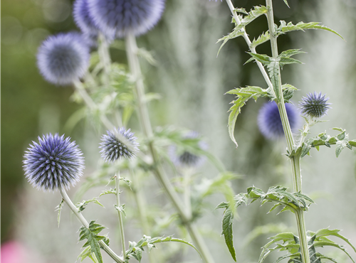 Echinops ritro Echinops ritro