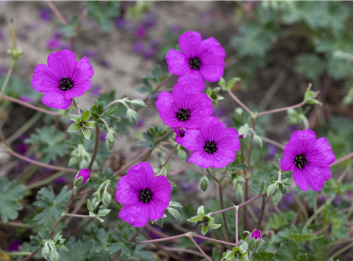 Geranium cinereum Geranium cinereum