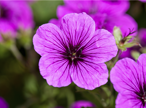Geranium sanguineum Geranium sanguineum