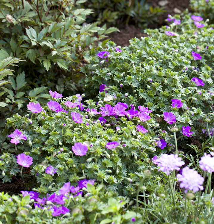 Blutroter Storchschnabel Blutroter Storchschnabel