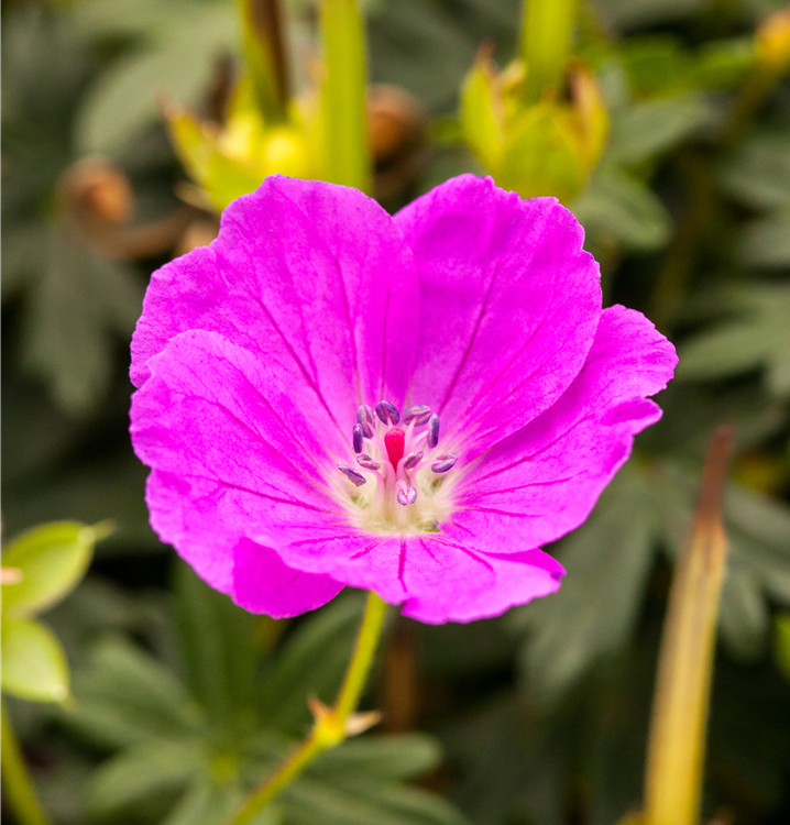 Blutroter Storchschnabel Blutroter Storchschnabel