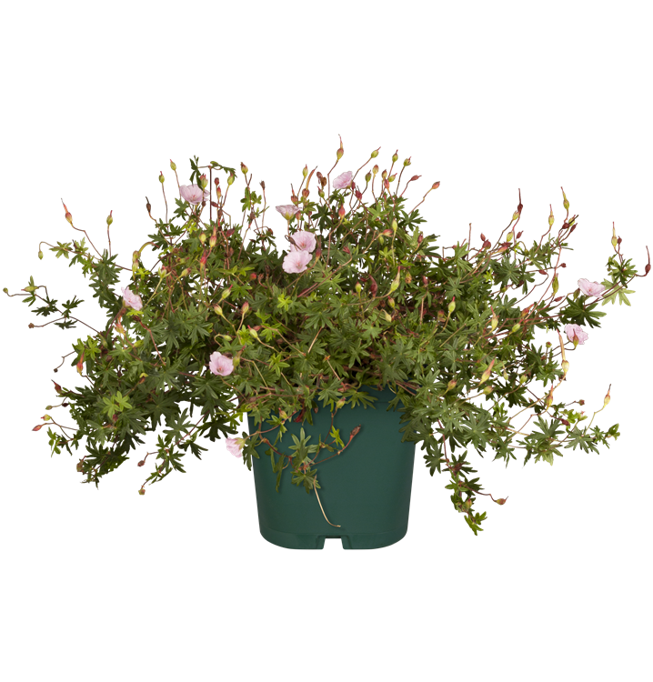 Blutroter Storchschnabel Blutroter Storchschnabel