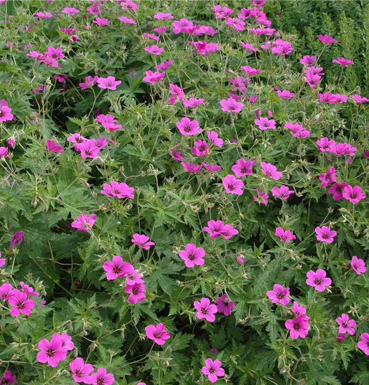 Blutroter Storchschnabel Blutroter Storchschnabel