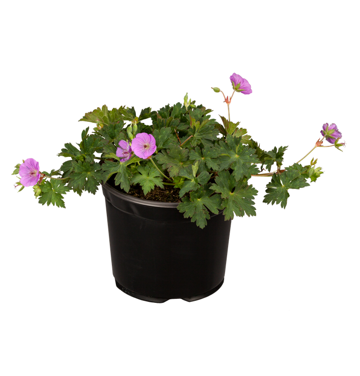 Blutroter Storchschnabel Blutroter Storchschnabel