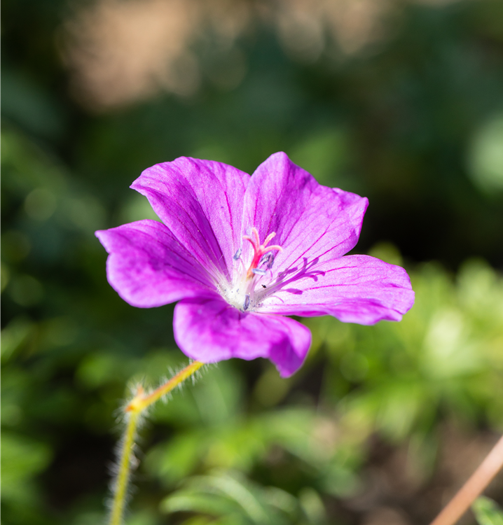 Blutroter Storchschnabel Blutroter Storchschnabel