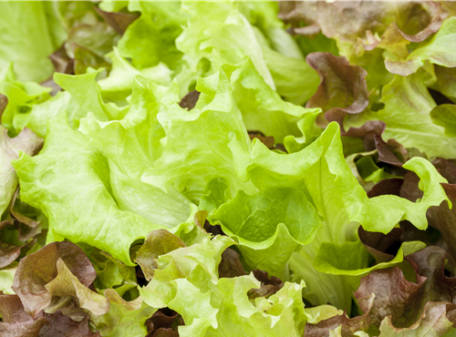 Lactuca sativa Lactuca sativa