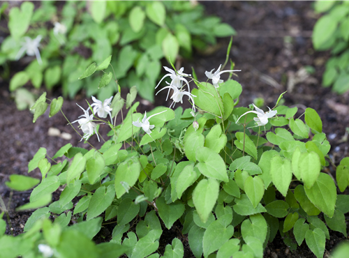 Epimedium Epimedium