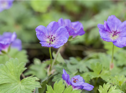 Geranium wallichianum 'Rozanne'® Geranium wallichianum 'Rozanne'®