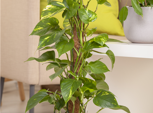 Epipremnum aureum Epipremnum aureum