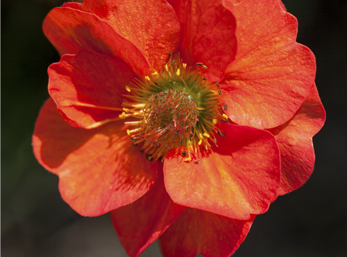 Geum coccineum Geum coccineum