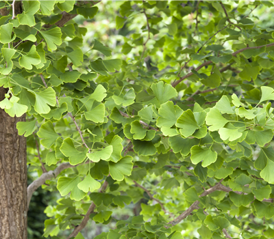 Ginkgo biloba Ginkgo biloba