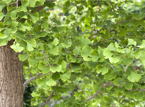 Ginkgo biloba
