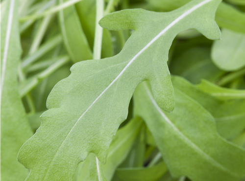 Eruca sativa Eruca sativa