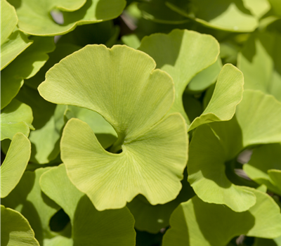 Ginkgo biloba 'Mariken' Ginkgo biloba 'Mariken'