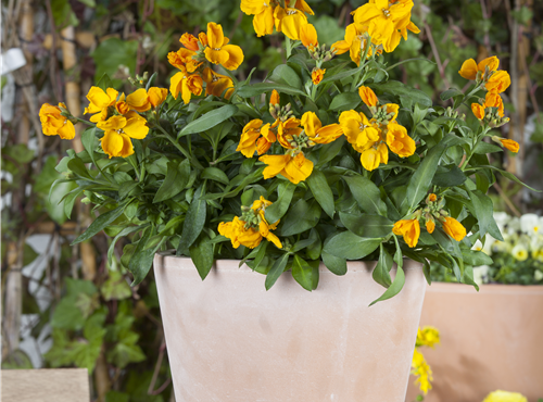 Erysimum cheiri Erysimum cheiri