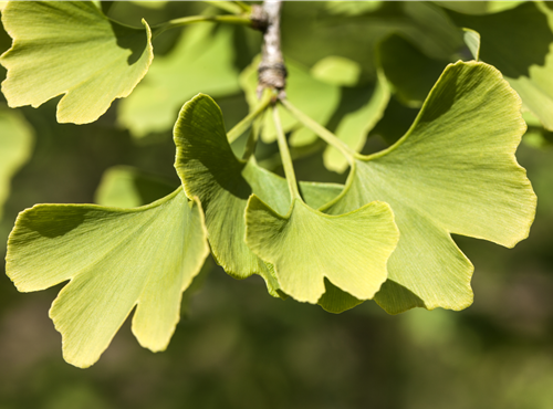 Ginkgo biloba 'Menhir'®