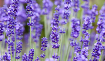 Echter Lavendel Echter Lavendel