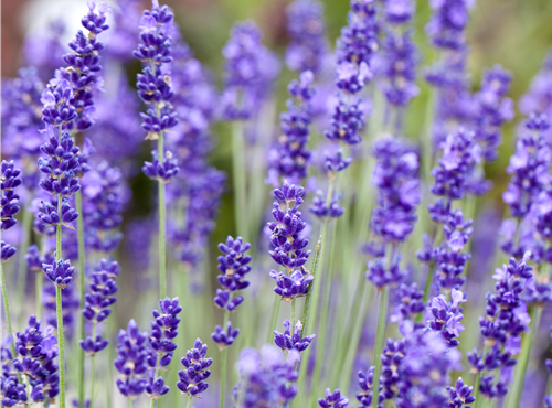 Lavandula angustifolia Lavandula angustifolia