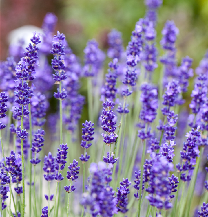Echter Lavendel Echter Lavendel