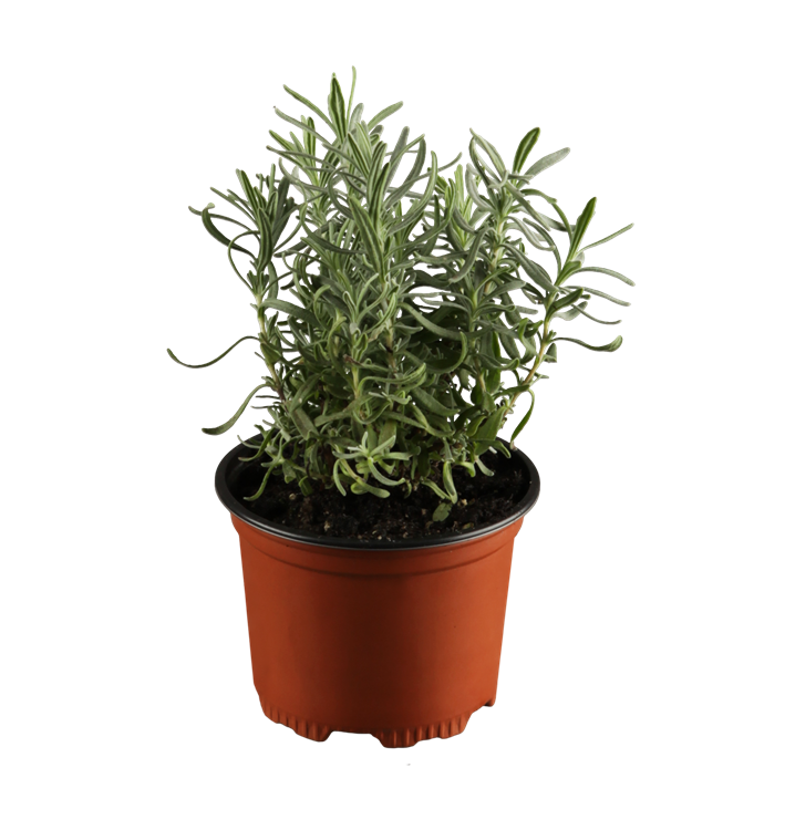 Echter Lavendel Echter Lavendel