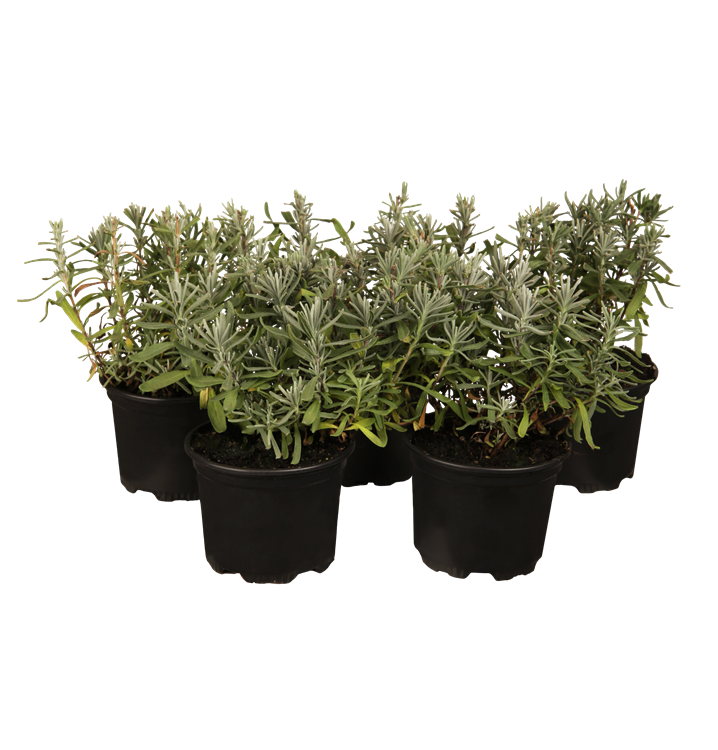 Echter Lavendel Echter Lavendel