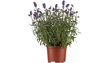 Echter Lavendel Echter Lavendel