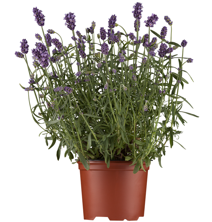 Echter Lavendel Echter Lavendel