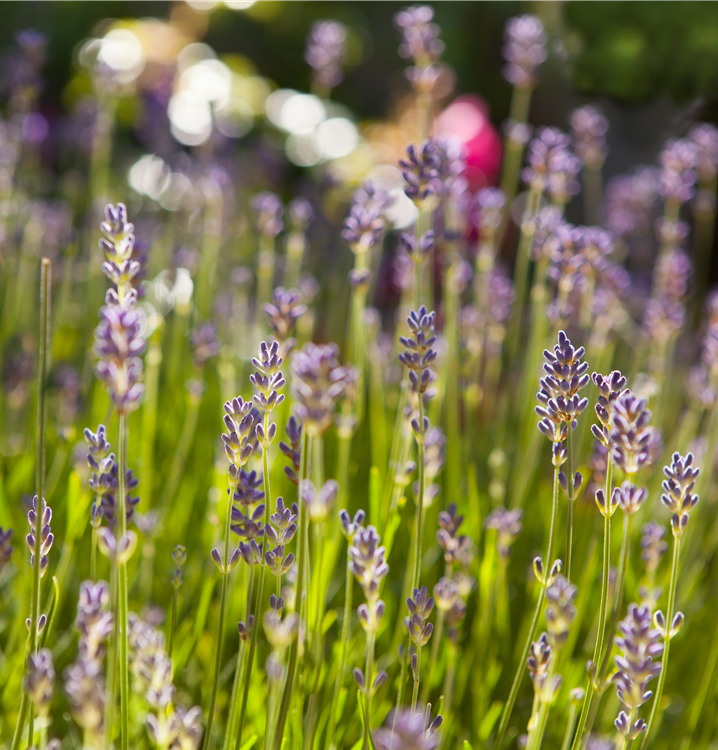 Echter Lavendel Echter Lavendel