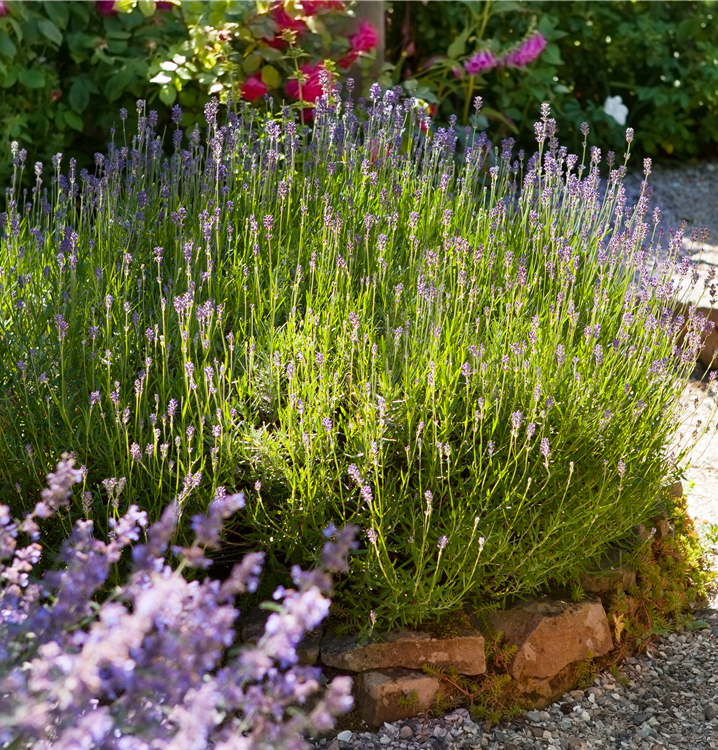 Echter Lavendel Echter Lavendel