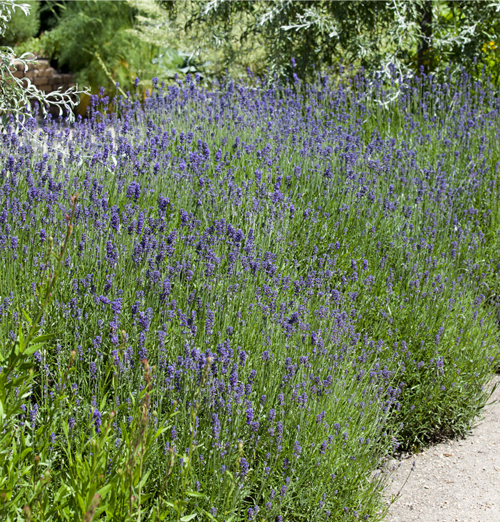 Echter Lavendel Echter Lavendel
