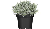 Echter Lavendel Echter Lavendel