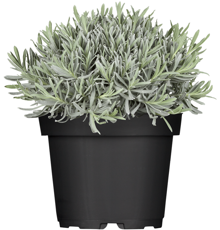 Echter Lavendel Echter Lavendel