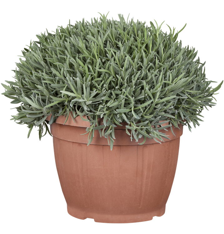 Echter Lavendel Echter Lavendel