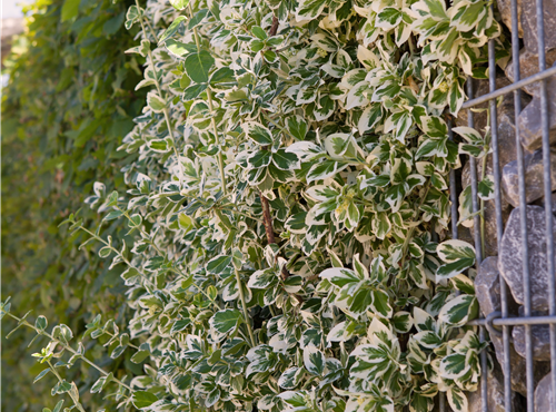 Euonymus fortunei 'Emerald Gaiety' Euonymus fortunei 'Emerald Gaiety'