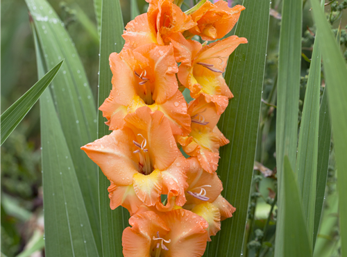 Gladiolus