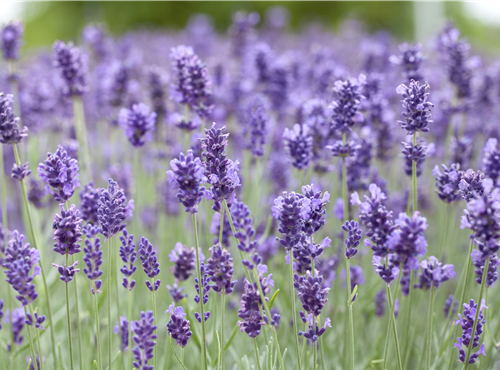 Lavandula angustifolia 'Hidcote Blue' Lavandula angustifolia 'Hidcote Blue'