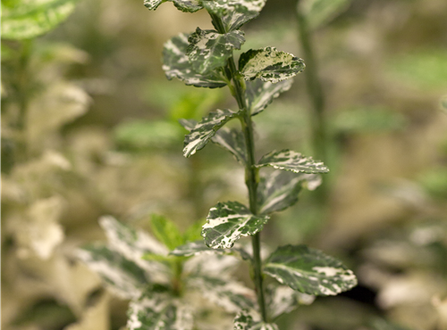 Euonymus fortunei 'Harlequin' Euonymus fortunei 'Harlequin'