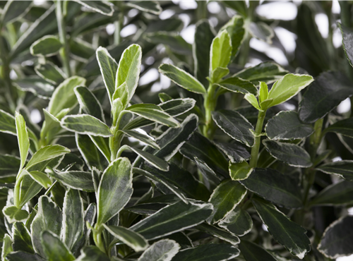 Euonymus japonicus Euonymus japonicus