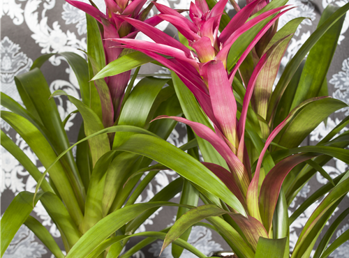 Guzmania Guzmania